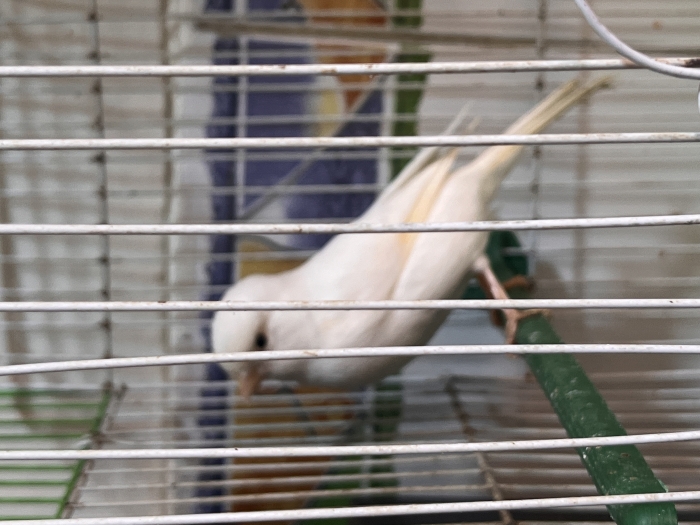 Femelle canarie 1 an