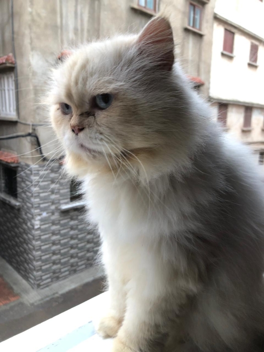 Chat mâle à vendre ou accouplement