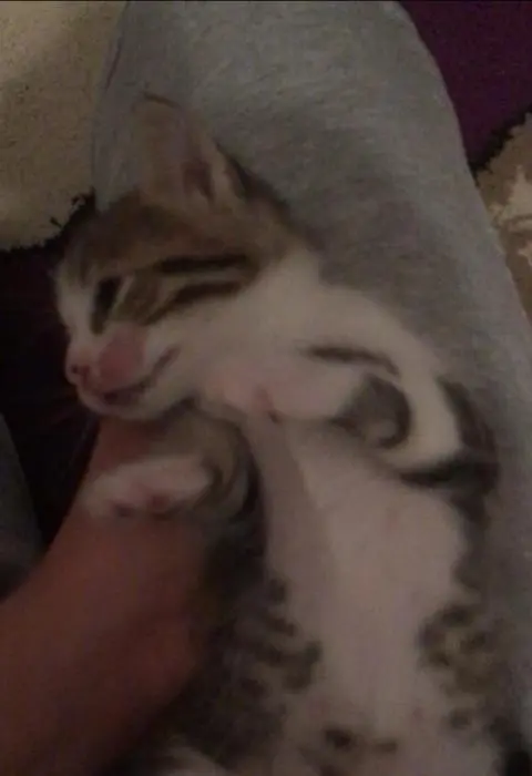 5 chats: 3 male, 1 female + Maman