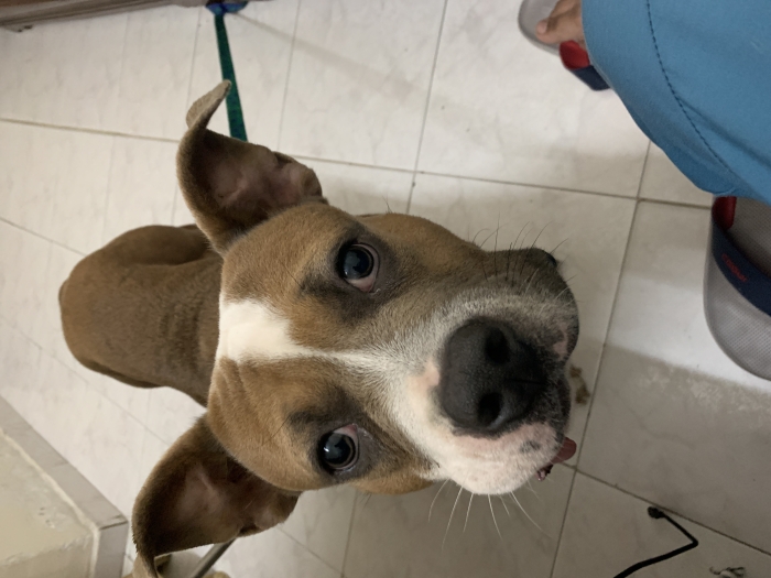 , bouledogue français