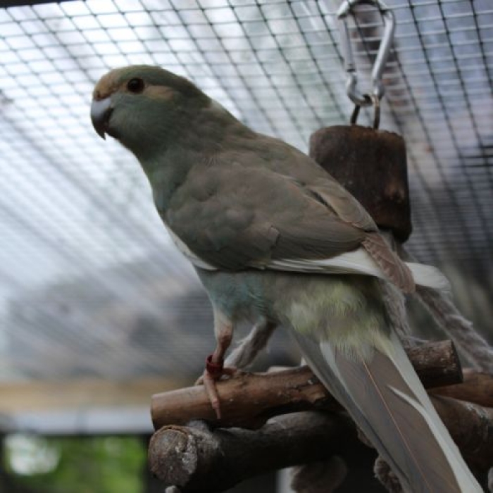 Kakariki jaune semi dresse