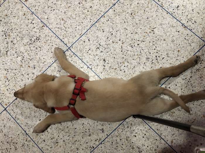 Chiot labrador golden