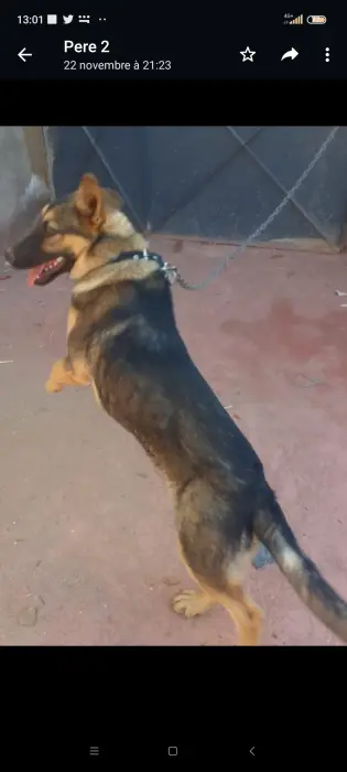 Vente d un tres joli chien