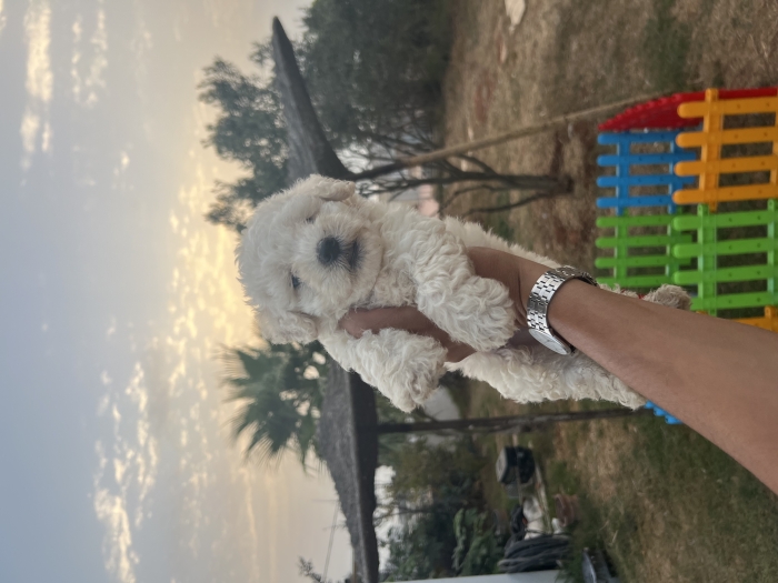 Bichon Maltais 📸✨