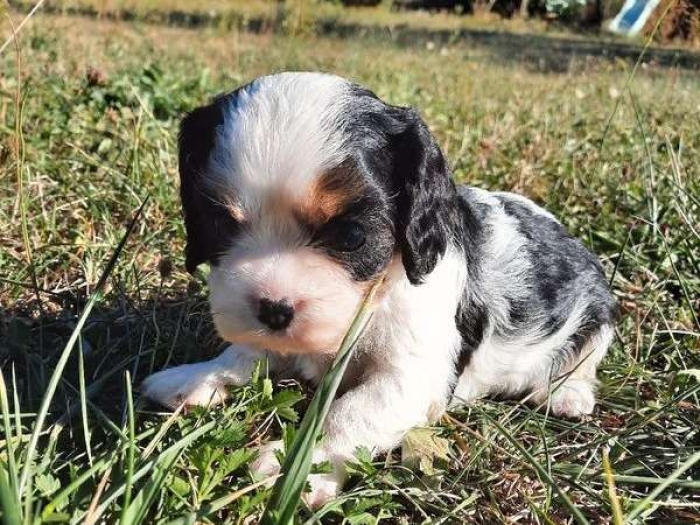 Cavalier king charles