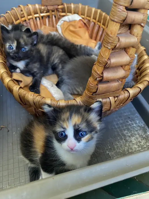 Petit chat pour adoption