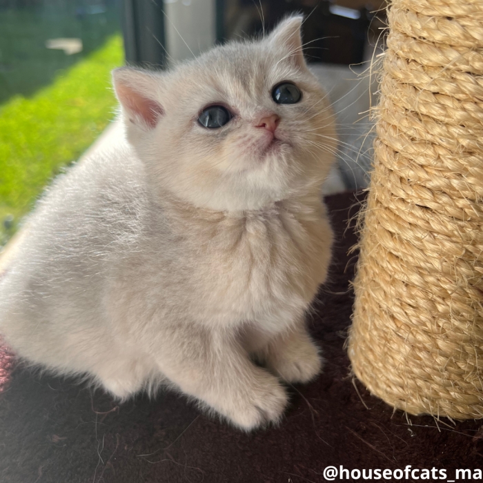 Chatons Scottish straight