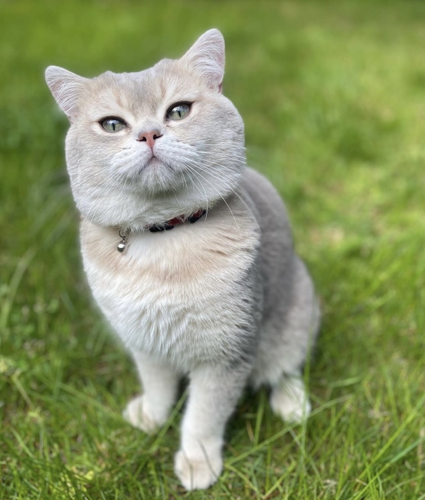Chat British shorthair