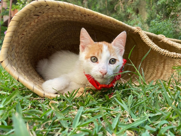 Chaton de 12 semaines