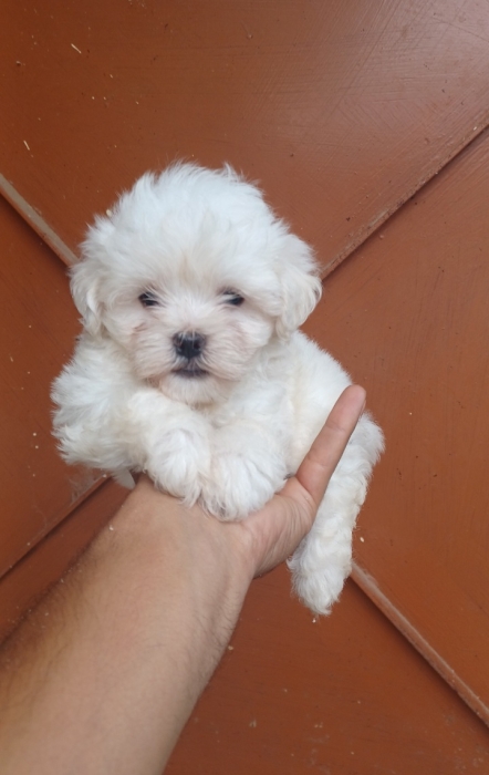 Bichon maltis nain
