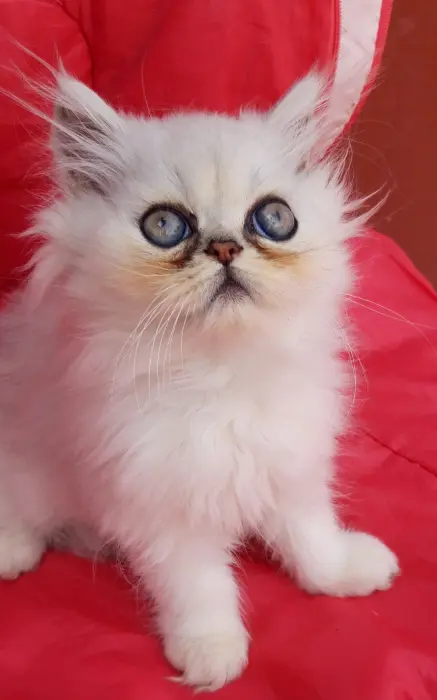 Persan chinchilla