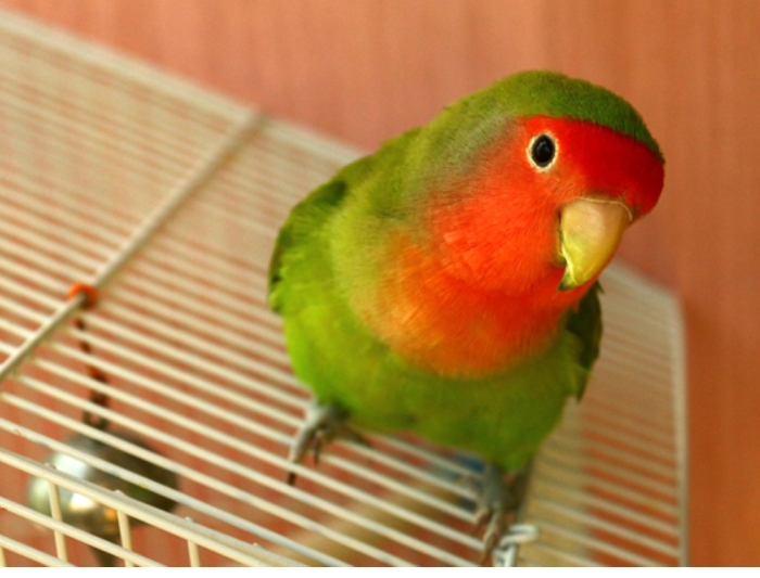 Insiparable dressé à Casablanca