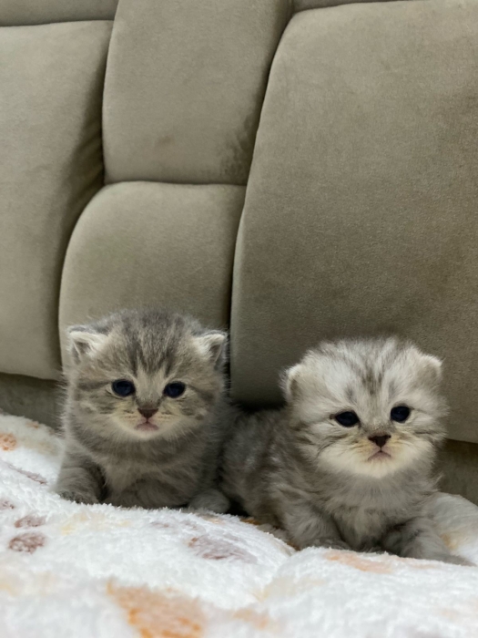Scottish fold et British