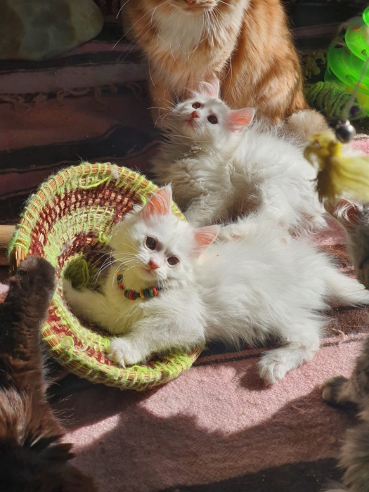 Père mainecoon mère british