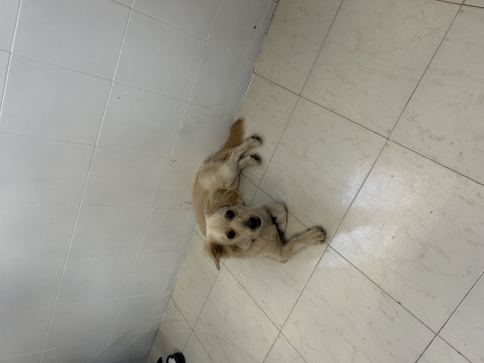 Petite chienne de 7mois