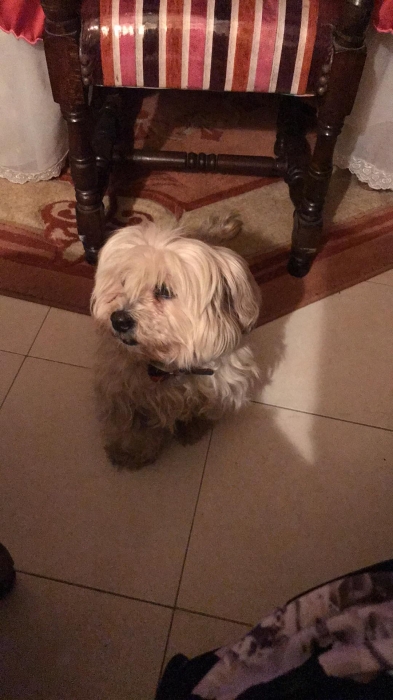 Cherche famille pour adoption