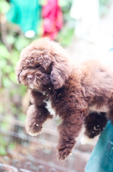 chiot femelle poodle miniature