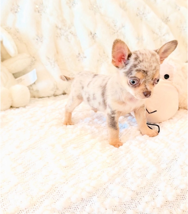 Chihuahua toy exotique