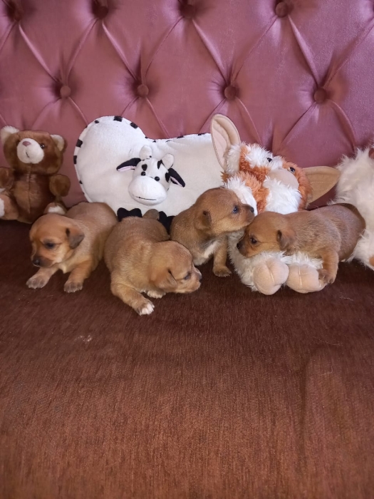 Chiots bichon à vendre