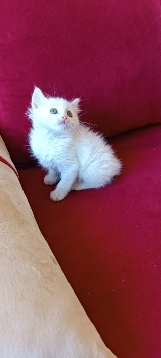 Chaton Angora