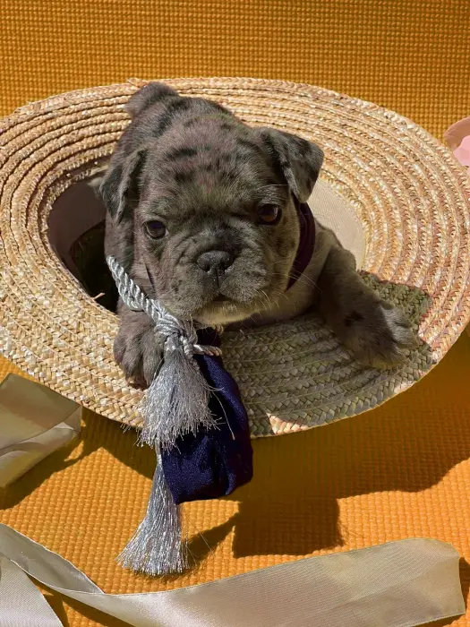 Bulldog français merle lilac male