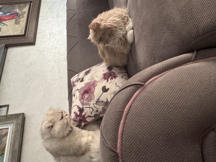 Scottish fold silver