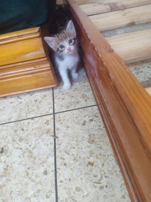 قطط صغيرة للتبني بلا مقابل