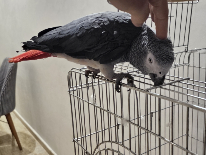 Perroquet gris gaboni