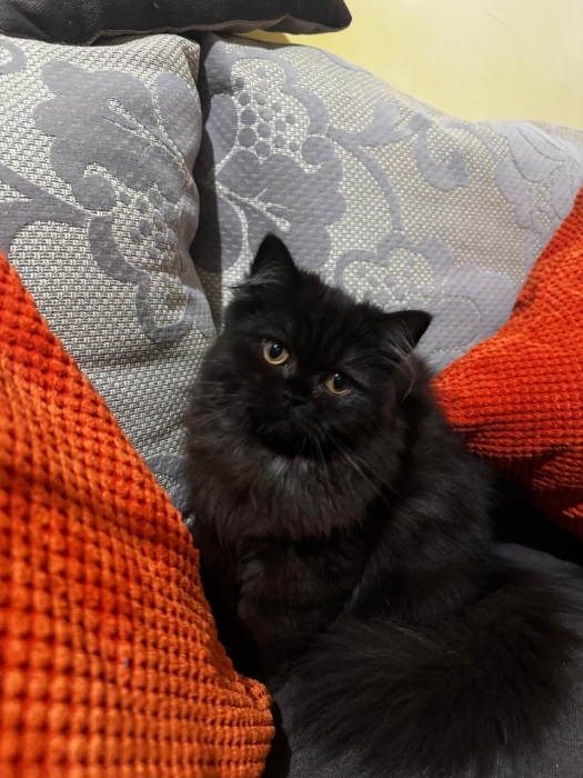 Chat persan