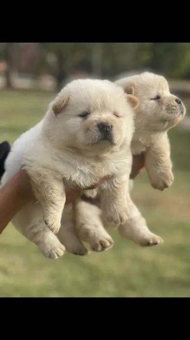 Chiots chowchow