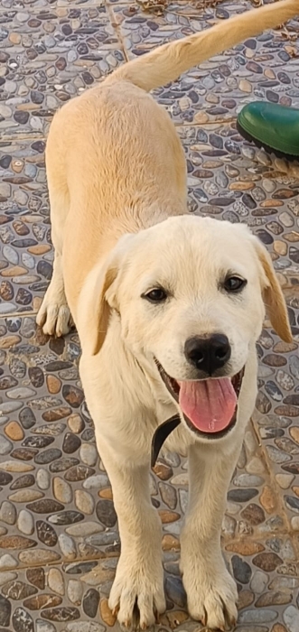 Labrador sable