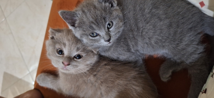 Scottish fold & british