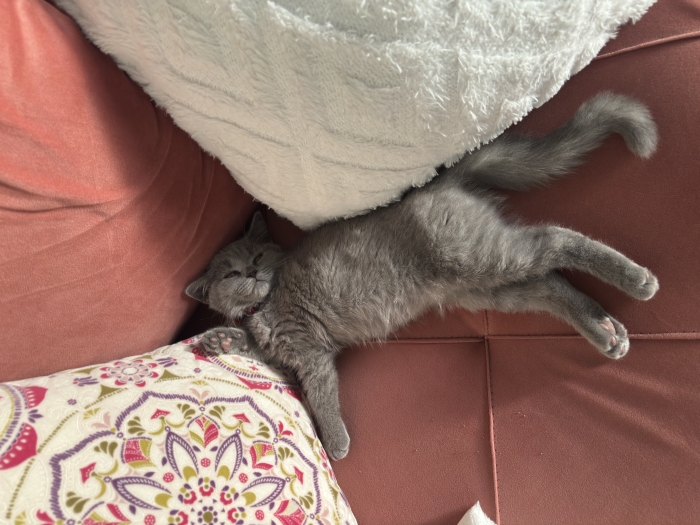 British shorthair
