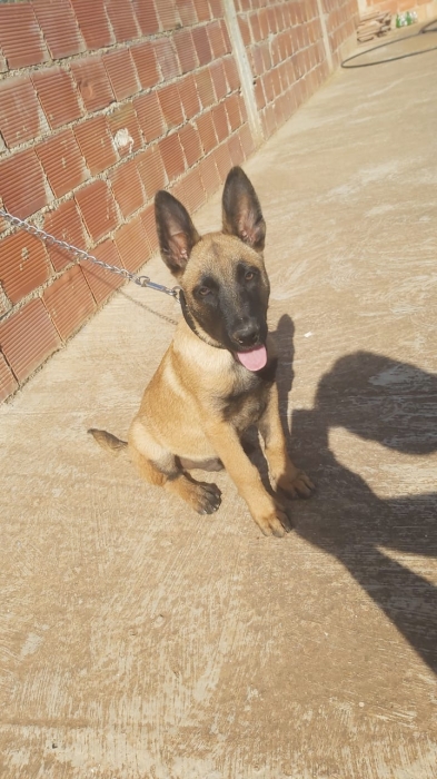 Malinois charbonais