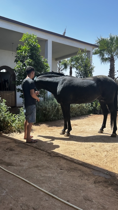 Arabe barbe التبوريدة