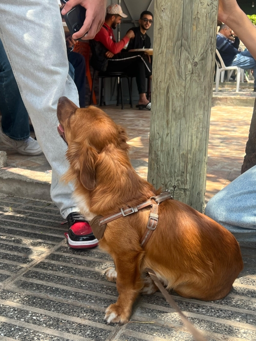 Chien à vendre occasion à ne pas rater