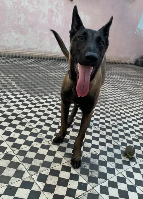 Malinois charbonner