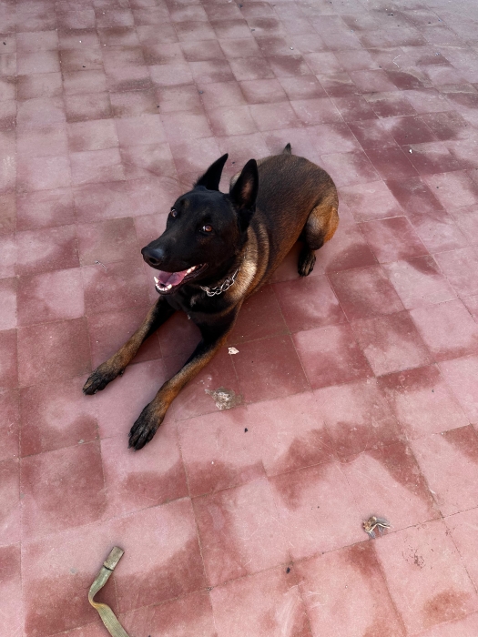 chiots Malinois en parfaite santé, issus d'une lignée exceptionnelle.