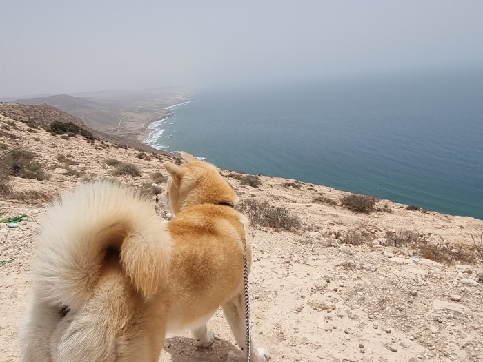 Accouplement akita femelle