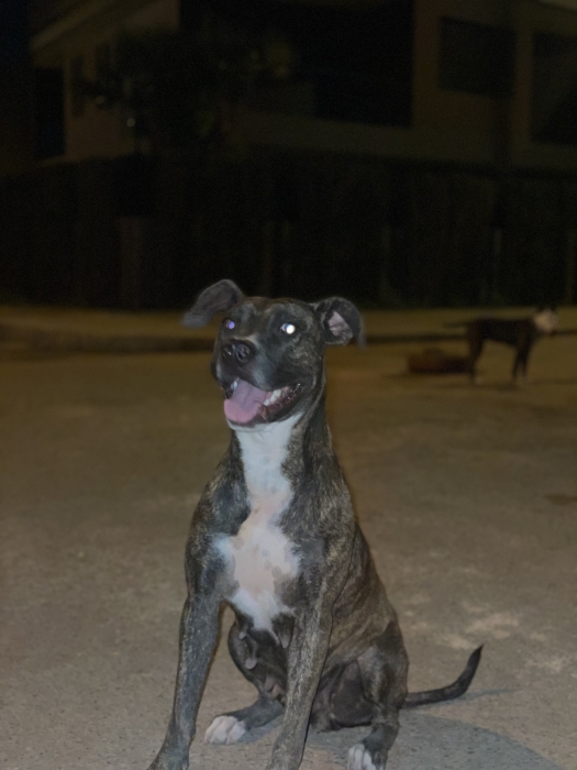 American staff militaire