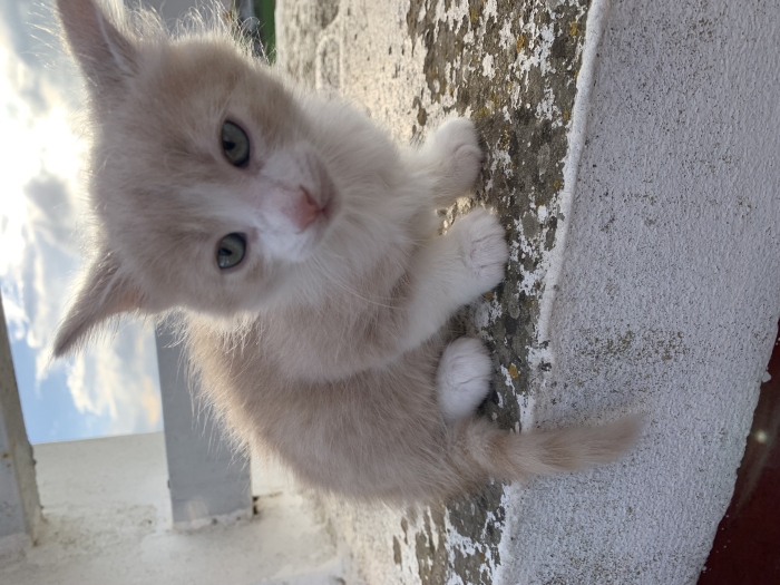 Chatons pour adoption