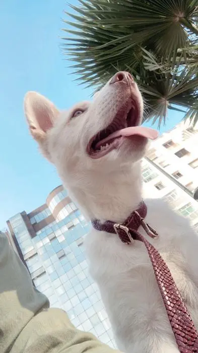 Chiot Malamute d’Alaska pelage blanc