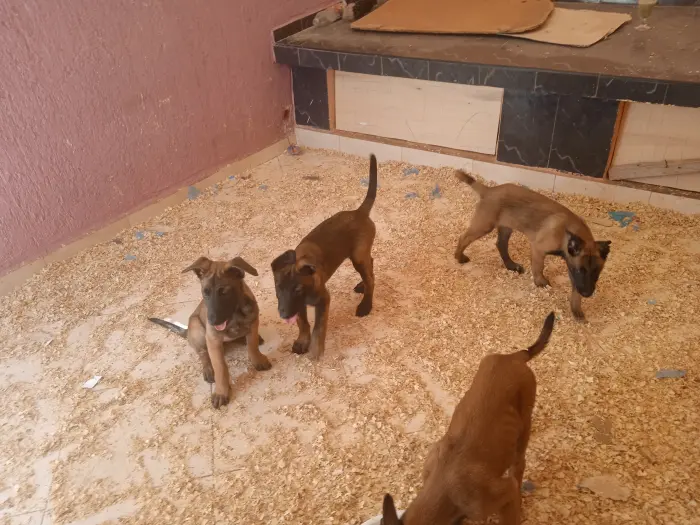 Chiots Berger belge malinois
