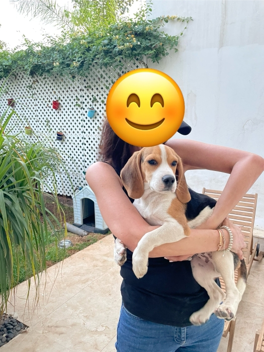 Magnifique chiot Beagle de 6 mois