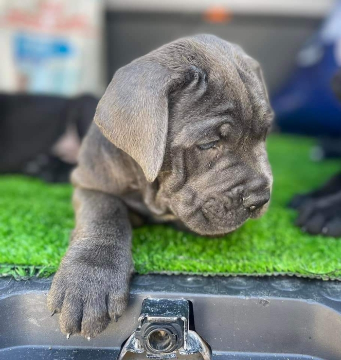 Disp chiot cane corso