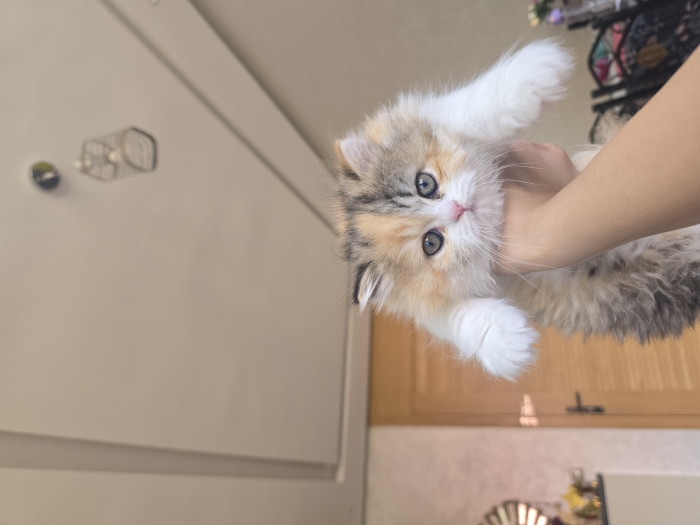 chaton  british  long hair