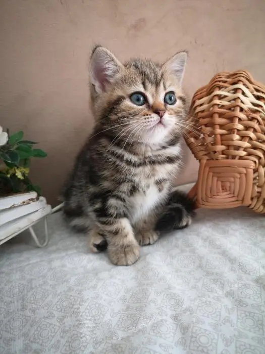 Chaton à vendre
