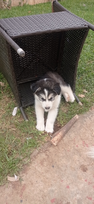 Chiot husky