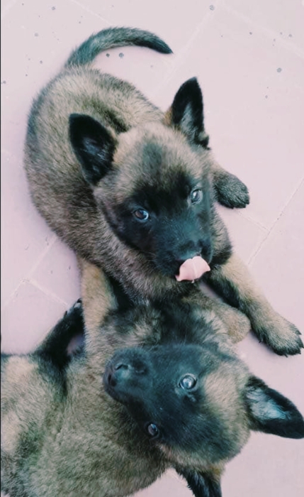 Wlidat manilwa zwinin