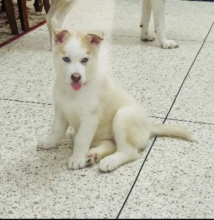 Chien loup sibérien husky